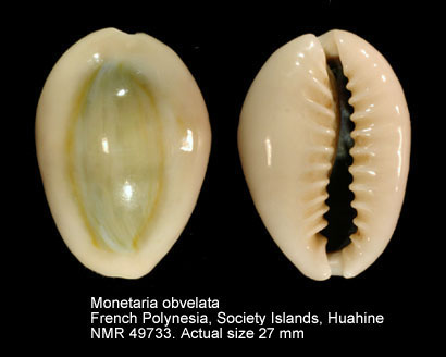 Moria obvelata (5).jpg - Monetaria obvelata (Lamarck,1810)